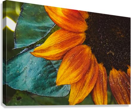fall petals Canvas Print