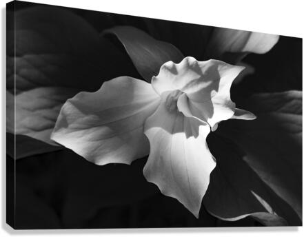 Drew Trillium Canvas Print