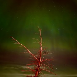 Ghost Tree Under the Northern Lights