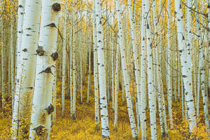ASPEN TREES 