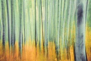 Aspen Trees in movement