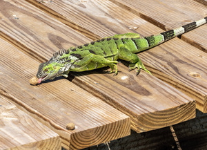 Cayman Green Iguana Snacking