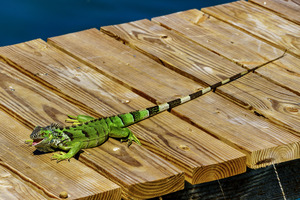 Cayman Green Iguana Eating