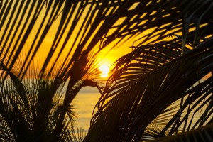 Sunrise through the palms