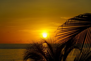 Sunrise at the palm tips