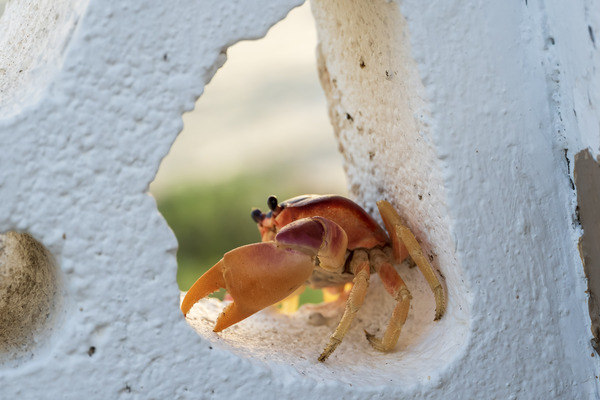 Cayman Crab  by tommikee