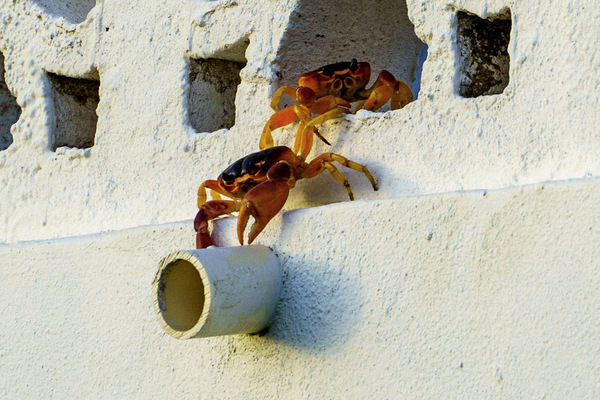 Cayman Crabs by tommikee
