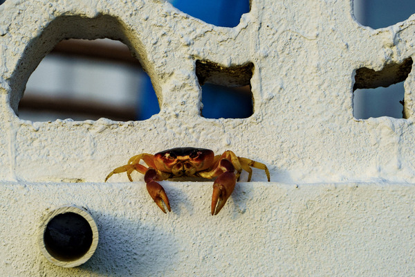Cayman Crab Hanging Out by tommikee