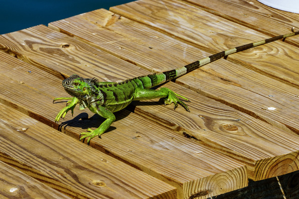 Cayman Green Iguana On Alert by tommikee