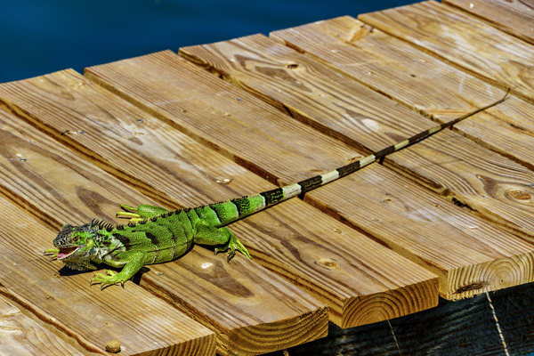 Cayman Green Iguana Eating by tommikee