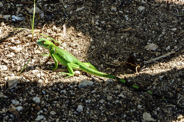 Cayman Young Green Iguana  by tommikee