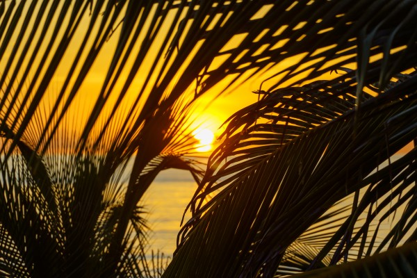 Sunrise through the palms by tommikee