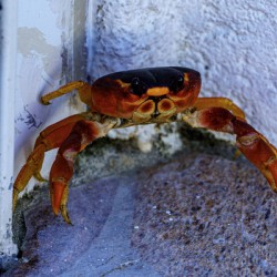 Cayman Cornered Crab