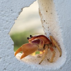 Cayman Crab 