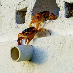 Cayman Crabs