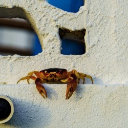 Cayman Crab Hanging Out