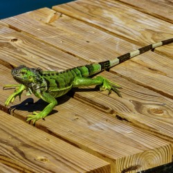 Cayman Green Iguana On Alert