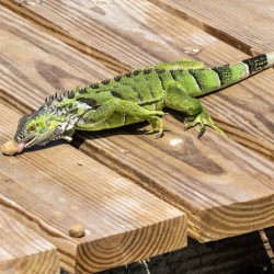 Cayman Green Iguana Snacking