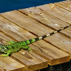 Cayman Green Iguana Eating