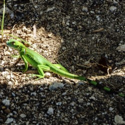Cayman Young Green Iguana 