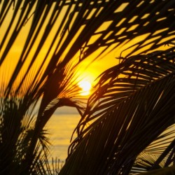 Sunrise through the palms