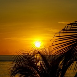 Sunrise at the palm tips