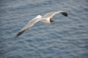 Gull 1