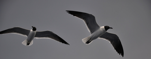 Gulls 2