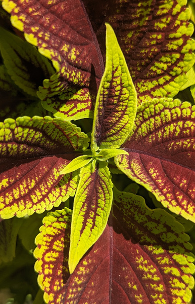 Coleus 1 Print