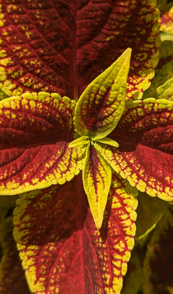 Coleus 2 Print