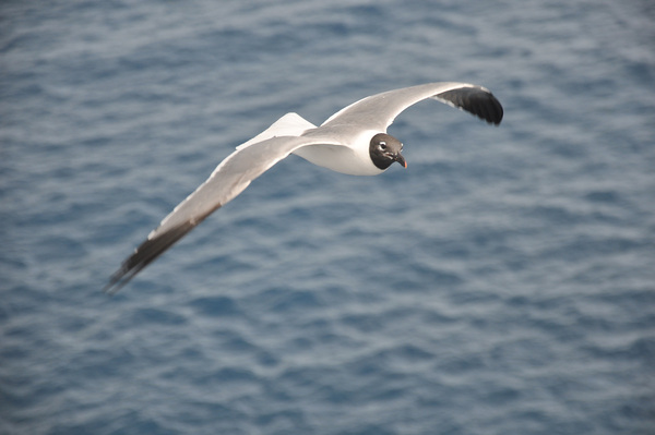 Gull 1 Print