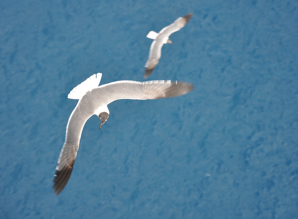 Gulls 1 Print