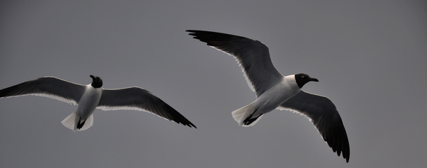Gulls 2 Print