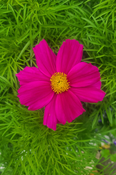 Purple Flower 1 by W Westerholm