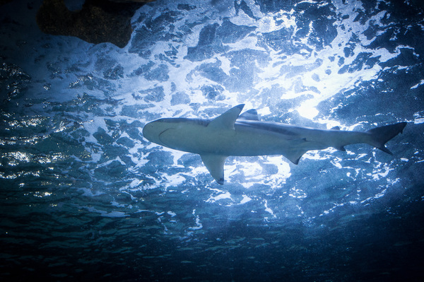 Shark 1 Print