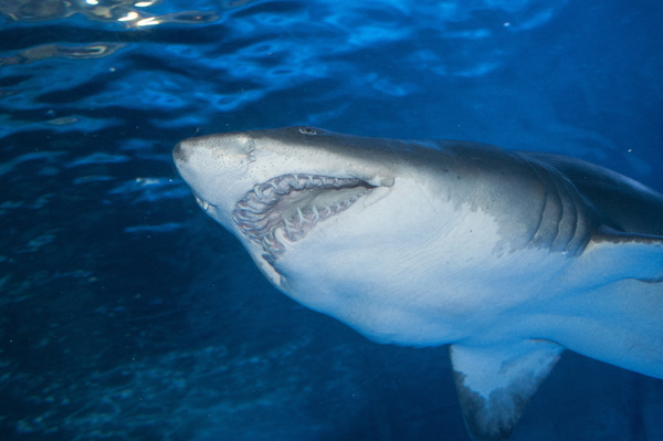Shark 2 Print