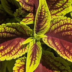 Coleus 1