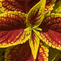 Coleus 2