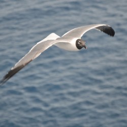 Gull 1