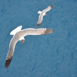 Gulls 1