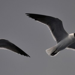 Gulls 2