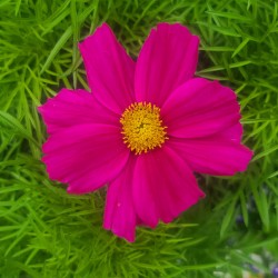 Purple Flower 1