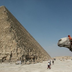 Pyramid w Camel