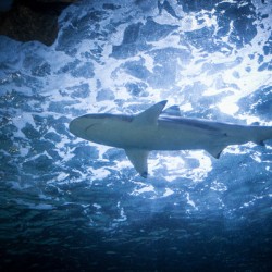 Shark 1