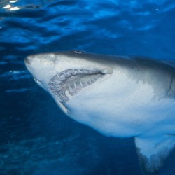Shark 2