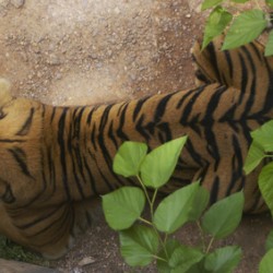Tiger 1