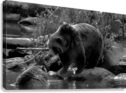 Kodiak  Canvas Print