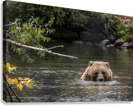 Grizzly Canvas Print