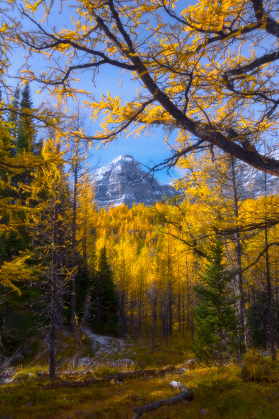 Fall in Canadian Rockies  by Daydreaming by Nazmul 