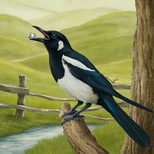 a beautifully illustrated bird possibly a magpie